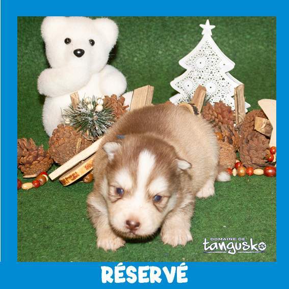 Mâle chocolat clair