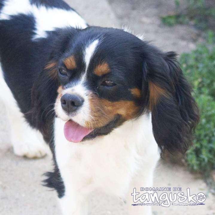 UMBER du Domaine de Tangusko