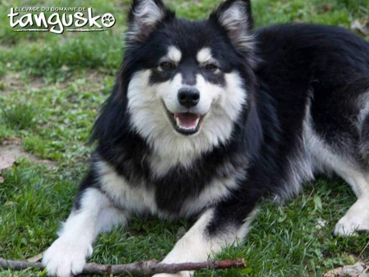 Enclos pour animaux, Bordeaux