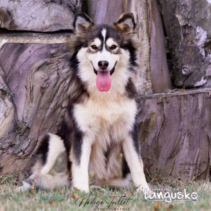 UTHA du Domaine de Tangusko