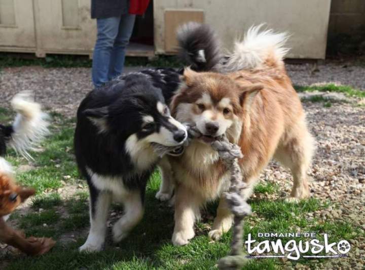 Enclos pour animaux, Bordeaux