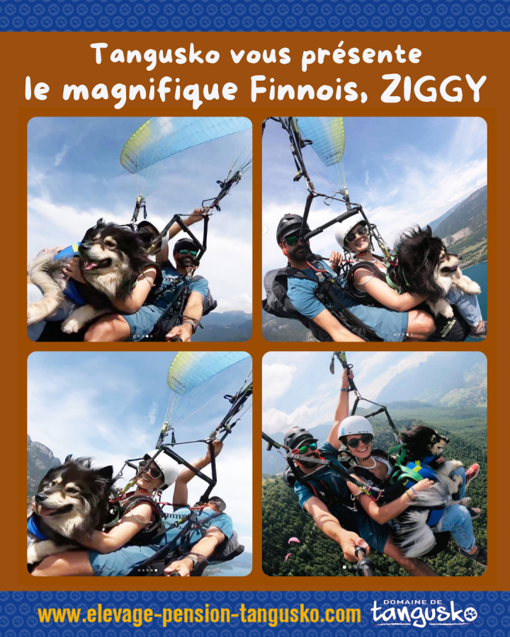 ZIGGY du domaine de Tangusko 2