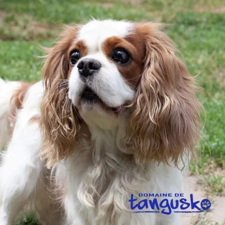Élevage Cavalier King-Charles, Nantes