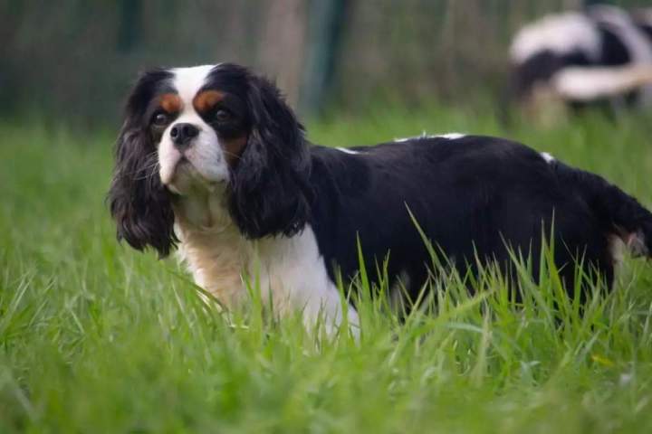 Élevage de Cavalier King-Charles  Bordeaux