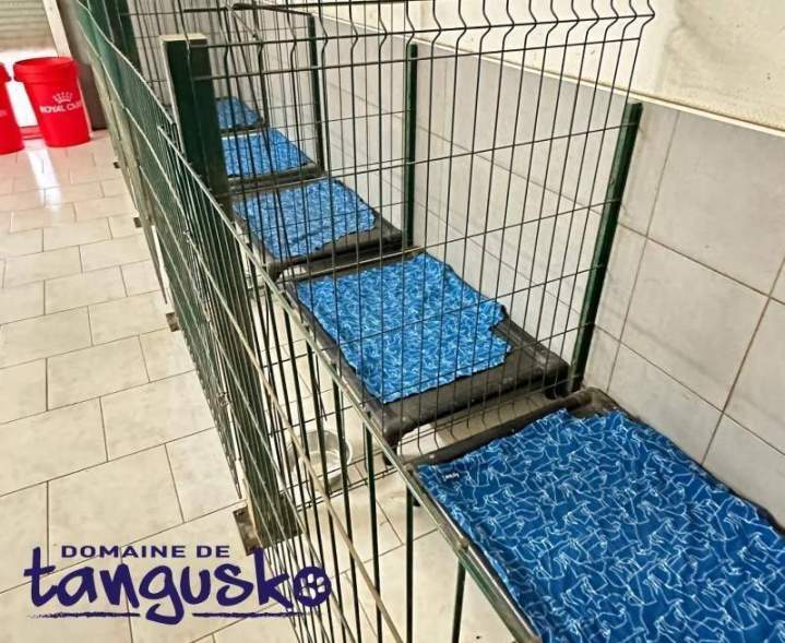 Elevage canin Bordeaux