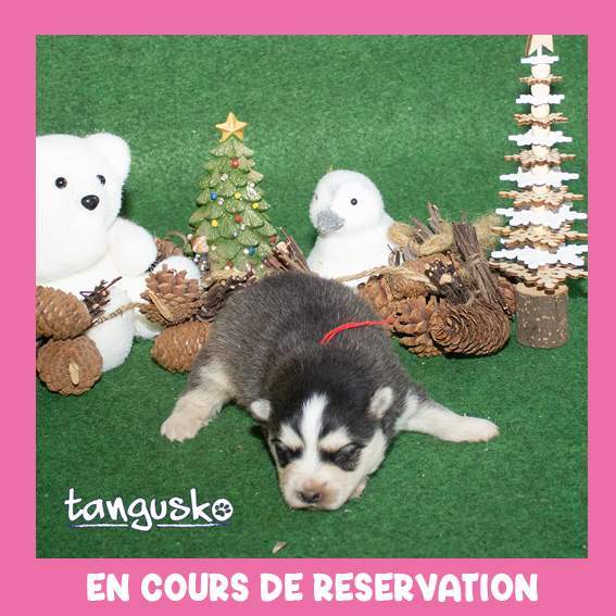 femelle charbonnée