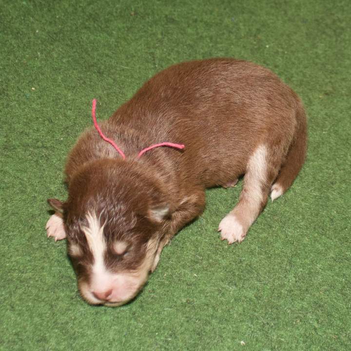 BILLIE du Domaine de Tangusko