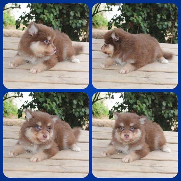 BRIOCHE, femelle choco, collier jaune