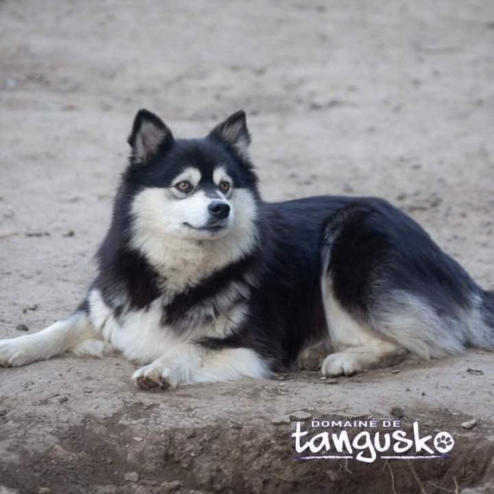 <p>Élevage Finnois de Laponie, Limoges</p>