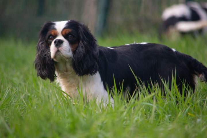 Un Cavalier King Charles Bordeaux