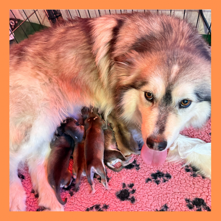 maman UKATA et ses chiots