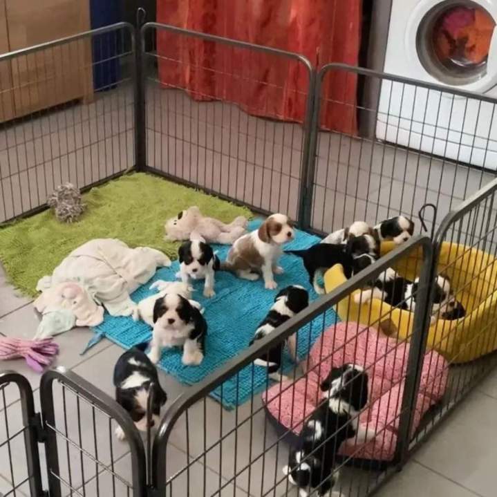 Pension canine Bordeaux