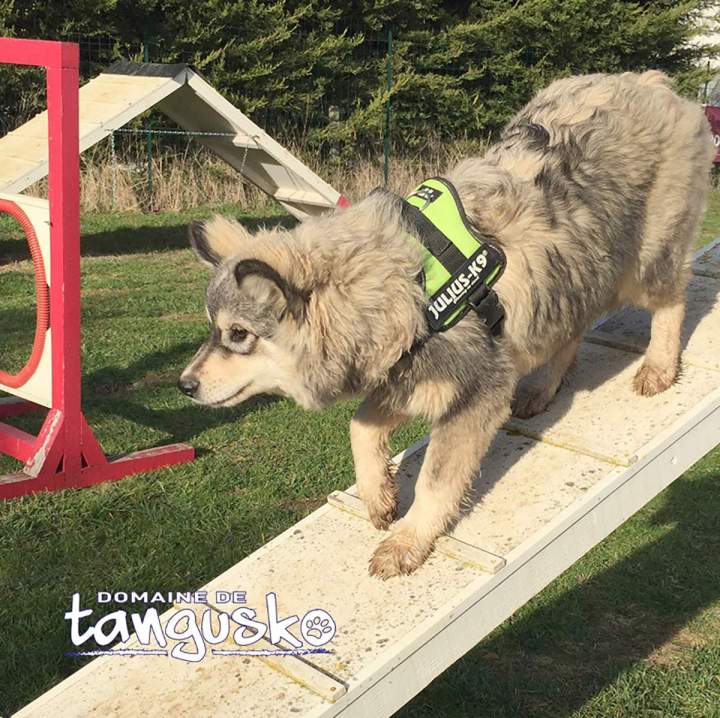 Chiens de race Bordeaux