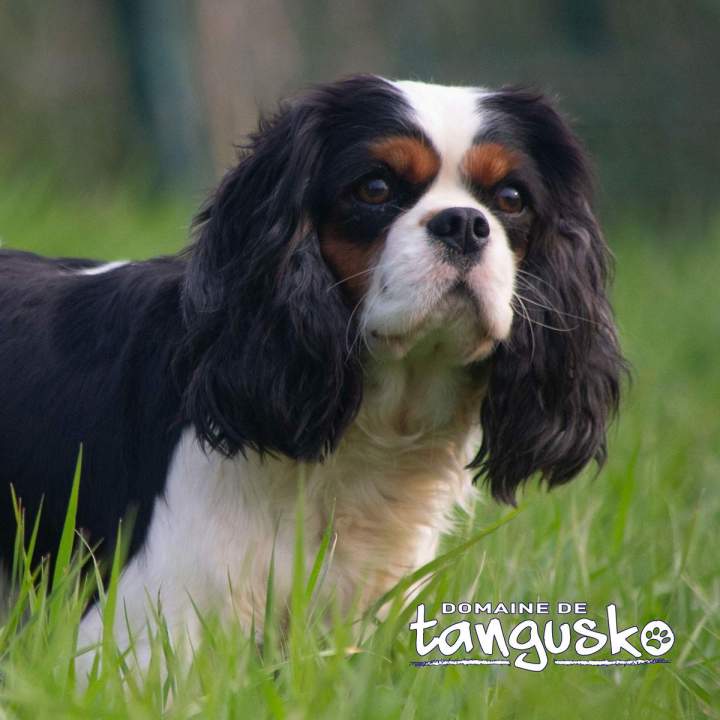 Un Cavalier King Charles Bordeaux
