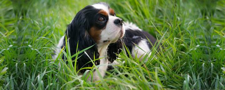 Élevage Cavalier King-Charles Bordeaux