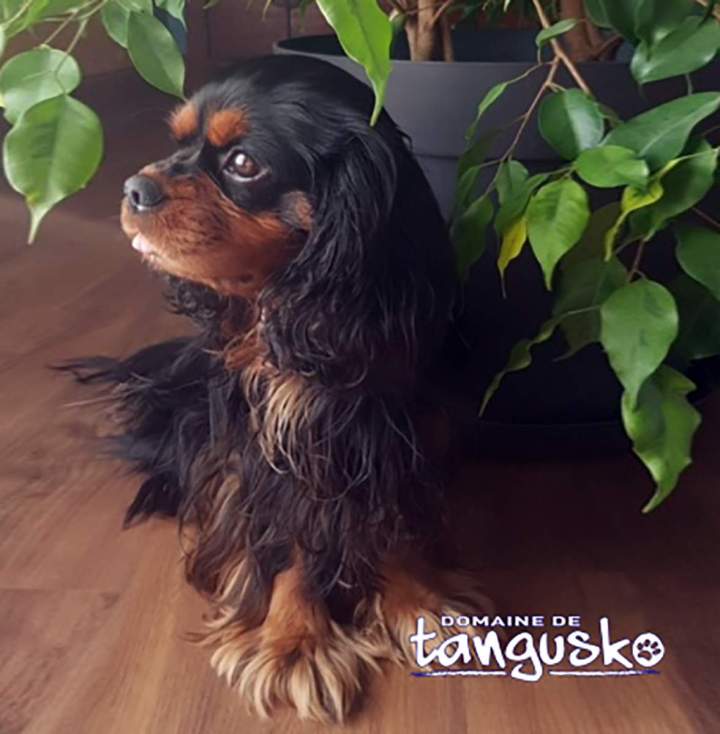 Élevage Cavalier King-Charles Bordeaux