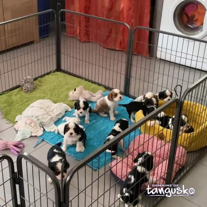 chiot Cavalier King-Charles Bordeaux