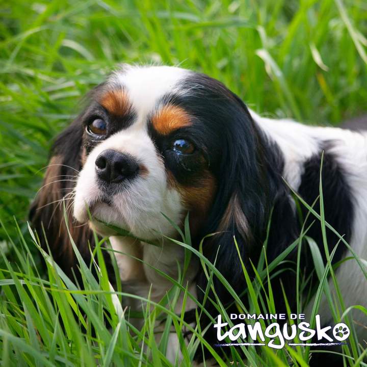 Adoptez un compagnon doux, joueur et sensible.