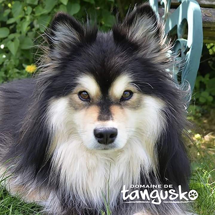 Découvrez cette race nordique calme, courageuse et sociable.