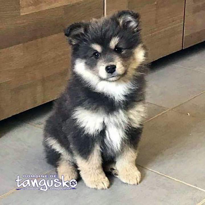 chiot Finnois de Laponie Bordeaux