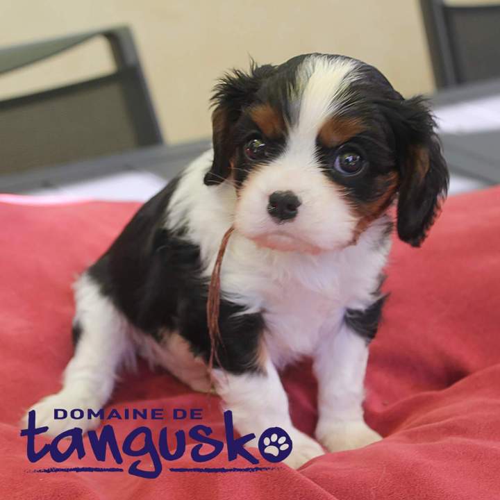 acheter un chiot Bordeaux