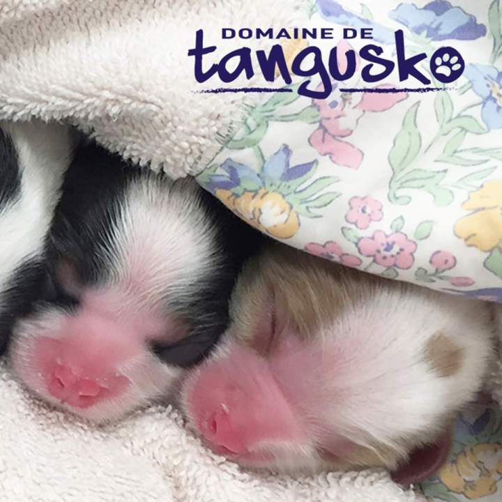 Adoption de chiots Bordeaux