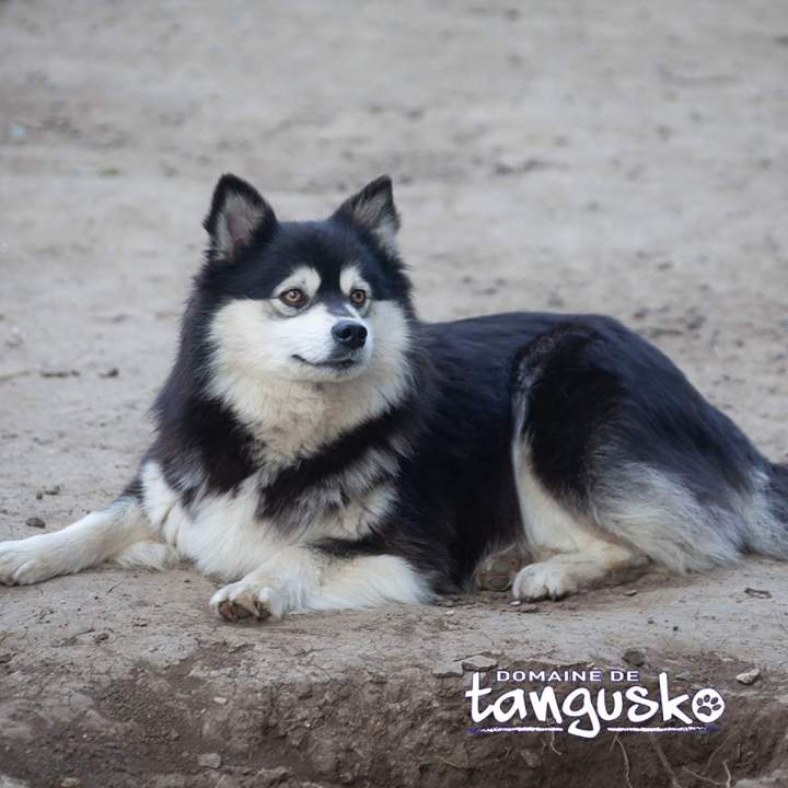 Chien Finnois de Laponie Bordeaux