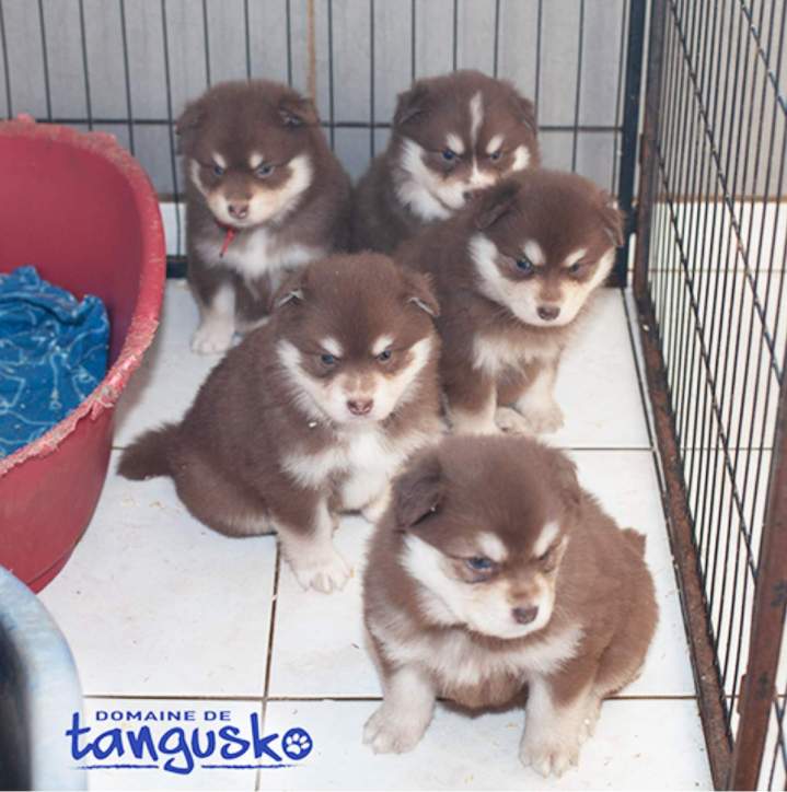 Élevage canin Bordeaux