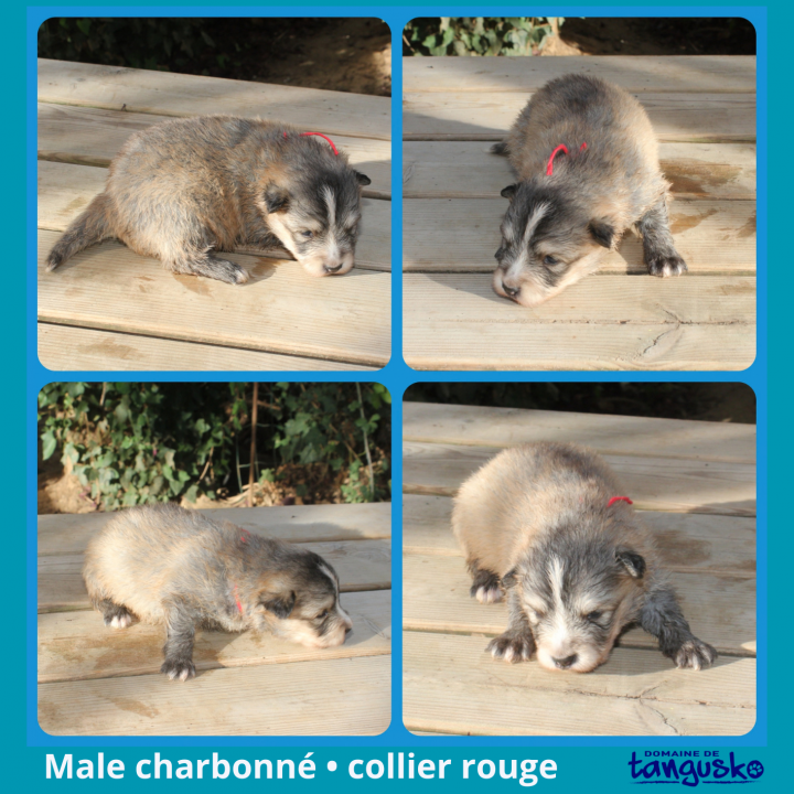 DISPONIBLE - à l'adoption